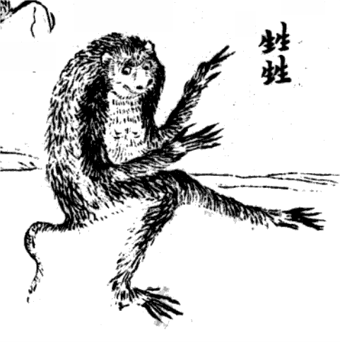 Public-domain plate of Xingxing (狌狌)